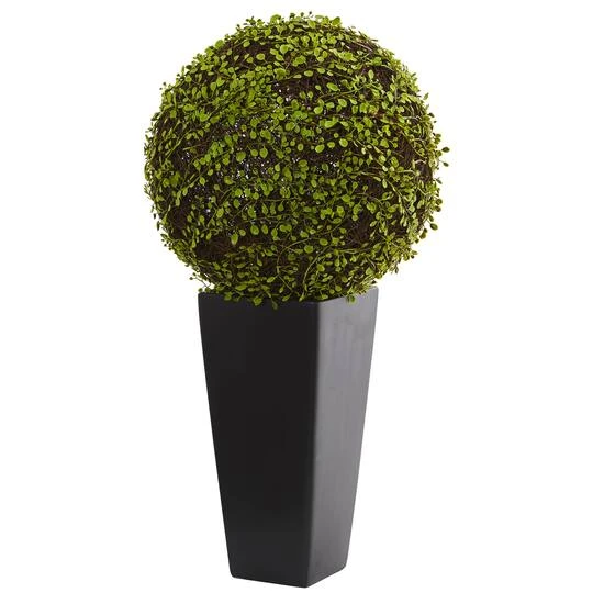2.5ft. Mohlenbechia Ball In Black Tower Vase 4 2.5ft. Mohlenbechia Ball In Black Tower Vase - Image 2