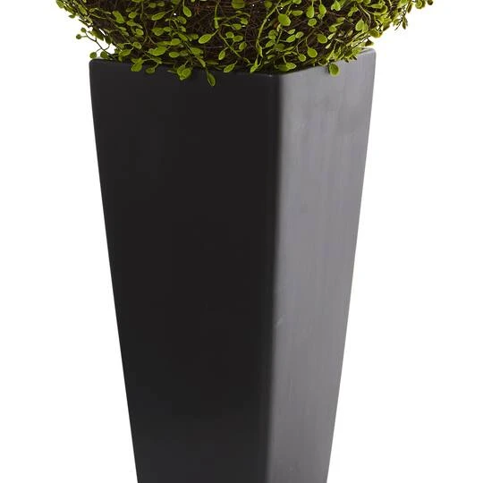 2.5ft. Mohlenbechia Ball In Black Tower Vase 6 2.5ft. Mohlenbechia Ball In Black Tower Vase - Image 4