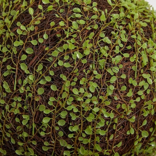 2.5ft. Mohlenbechia Ball In Black Tower Vase 8 2.5ft. Mohlenbechia Ball In Black Tower Vase - Image 6