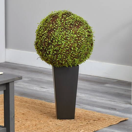 2.5ft. Mohlenbechia Ball In Black Tower Vase 14 2.5ft. Mohlenbechia Ball In Black Tower Vase - Image 12