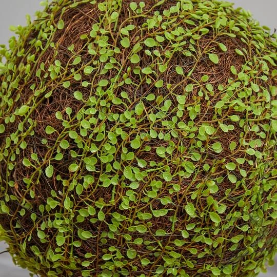 2.5ft. Mohlenbechia Ball In Black Tower Vase 13 2.5ft. Mohlenbechia Ball In Black Tower Vase - Image 11