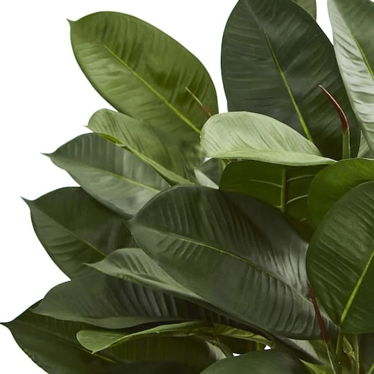 23" Potted Oak Ficus 5 23" Potted Oak Ficus - Image 3