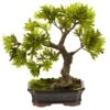 14" Plum Pine Bonsai In Ceramic Planter -Michaels D293940S 11