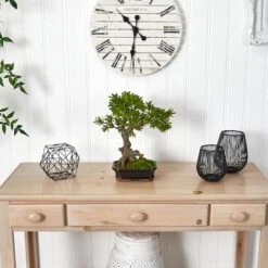 14" Plum Pine Bonsai In Ceramic Planter -Michaels D293940S 12