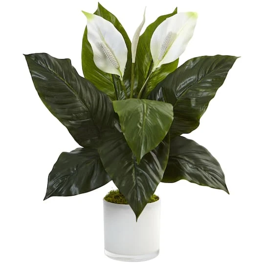 2ft. Peace Lily Plant In Glossy Glass Planter 3 2ft. Peace Lily Plant In Glossy Glass Planter
