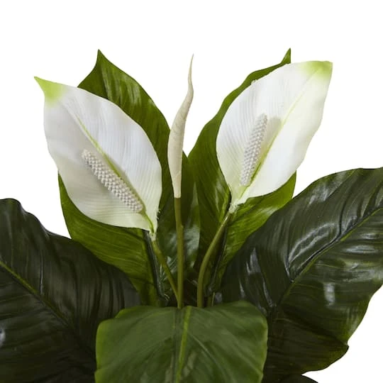 2ft. Peace Lily Plant In Glossy Glass Planter 6 2ft. Peace Lily Plant In Glossy Glass Planter - Image 4