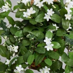 3.5ft. Stephanotis Flowering Plant In Hanging Basket -Michaels D293960S 16