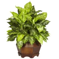 2ft. Variegated Dumb Cane Plant In Large Hexagon Planter