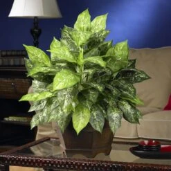 2ft. Variegated Dumb Cane Plant In Large Hexagon Planter -Michaels D293975S 2