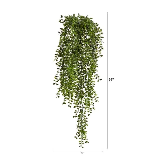 3ft. Potted Honey Locust Bush Plant, 2ct. 5 3ft. Potted Honey Locust Bush Plant, 2ct. - Image 3