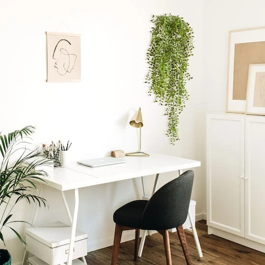 3ft. Potted Honey Locust Bush Plant, 2ct. 6 3ft. Potted Honey Locust Bush Plant, 2ct. - Image 4