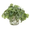 12" Watermelon Peperomia Arrangement In Vase 1 12" Watermelon Peperomia Arrangement In Vase -Michaels D293981S 1