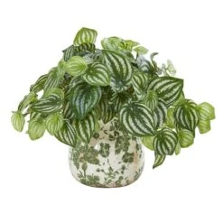 12" Watermelon Peperomia Arrangement In Vase