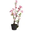 2.5ft. Potted Cherry Blossom Plant -Michaels D293996S 1