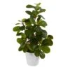 16" Peperomia Plant In Decorative Planter -Michaels D294019S 1
