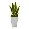 18" Snake Plant In Embossed White Planter -Michaels D294111S 1