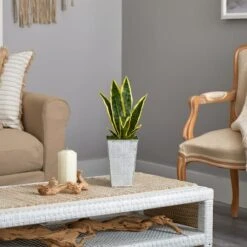 18" Snake Plant In Embossed White Planter -Michaels D294111S 4