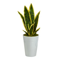 18" Snake Plant In Decorative White Planter