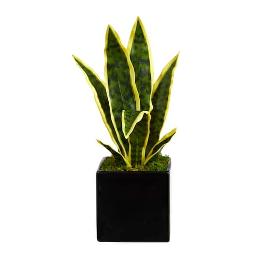 16" Snake Plant In Decorative Black Planter 3 16" Snake Plant In Decorative Black Planter