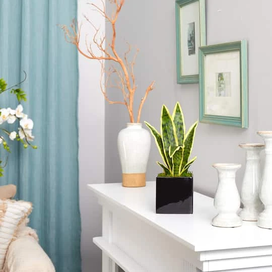 16" Snake Plant In Decorative Black Planter 7 16" Snake Plant In Decorative Black Planter - Image 5