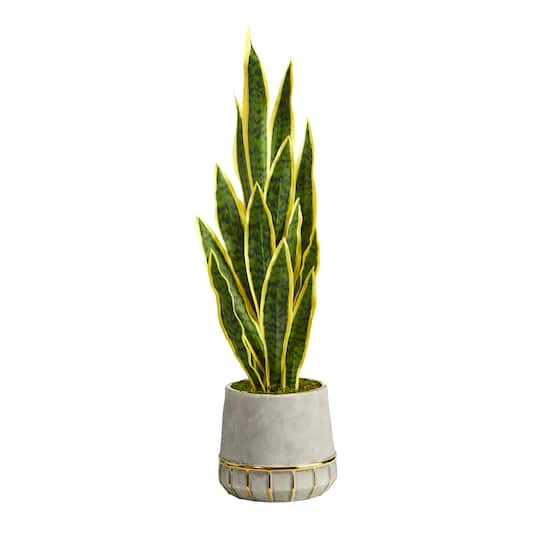3ft. Snake Plant In Stoneware Planter With Gold Trim 4 3ft. Snake Plant In Stoneware Planter With Gold Trim - Image 2