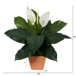 2ft. Peace Lily Plant In Terra Cotta Planter -Michaels D294151S 2