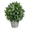 3ft. Silver King Plant In Decorative Tin Bucket 1 3ft. Silver King Plant In Decorative Tin Bucket -Michaels D294154S 1