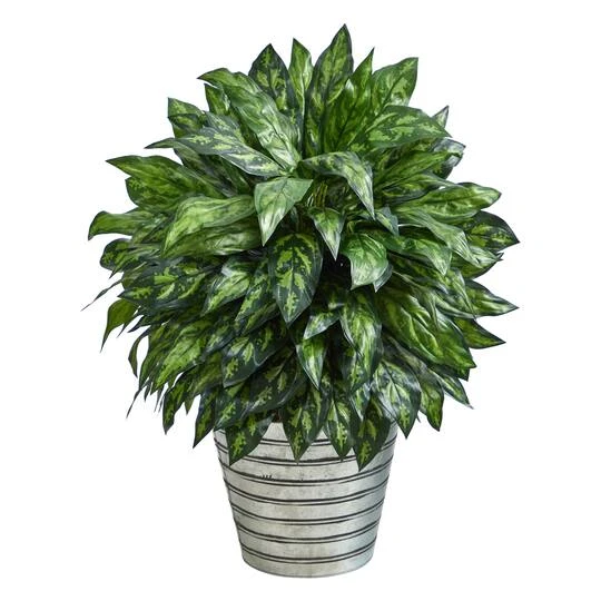 3ft. Silver King Plant In Decorative Tin Bucket 3 3ft. Silver King Plant In Decorative Tin Bucket