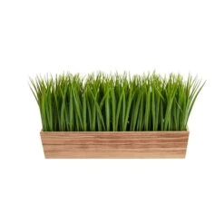 10" Vanilla Grass Plant In Decorative Planter