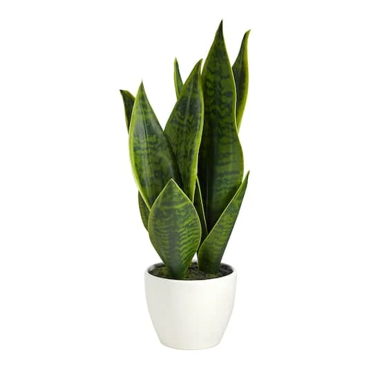 16" Potted Snake Plant 4 16" Potted Snake Plant - Image 2