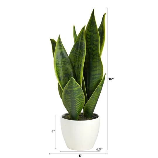 16" Potted Snake Plant 5 16" Potted Snake Plant - Image 3