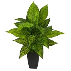 21" Dumb Cane Plant In Decorative Black Planter -Michaels D294186S 1 1