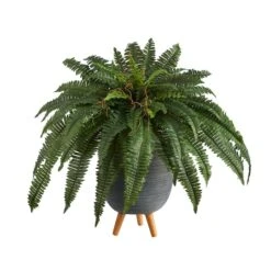 2.5ft. Boston Fern In Gray Planter With Legs