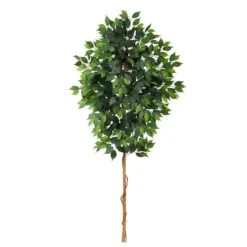 6ft. Single Ficus Tree