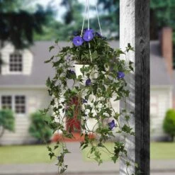 3.5ft. Purple Morning Glory Hanging Plant -Michaels D303366S 2