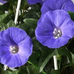 3.5ft. Purple Morning Glory Hanging Plant -Michaels D303366S 5