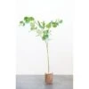 Hello Honey® 54" Faux Eucalyptus Branch -Michaels D319838S 1