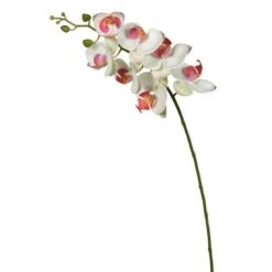 White Orchid Stem