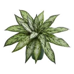 8" Potted Silver Queen Plant, 2ct. -Michaels D350175S 2