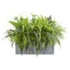22" Mixed Greens & Fern Plant In Stone Planter 1 22" Mixed Greens & Fern Plant In Stone Planter -Michaels D350257S 1