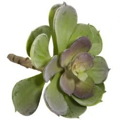 Green Echeveria Succulent Pick, 12ct. -Michaels D350269S 4