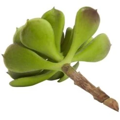 Green Echeveria Succulent Pick, 12ct. -Michaels D350269S 5