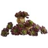 Burgundy Echeveria Succulent Pick, 12ct. 1 Burgundy Echeveria Succulent Pick, 12ct. -Michaels D350366S 1