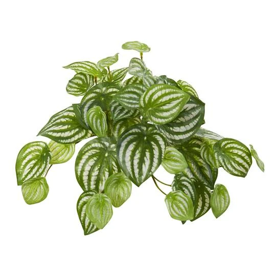 11'' Watermelon Peperomia Hanging Bush, 12ct. 4 11'' Watermelon Peperomia Hanging Bush, 12ct. - Image 2