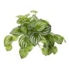 11'' Watermelon Peperomia Hanging Bush, 12ct. -Michaels D350388S 1