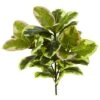 Green Rubber Leaf Plant, 3ct. -Michaels D350416S 1