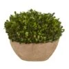 12" Boxwood Preserved Plant In Oval Planter -Michaels D350418S 11
