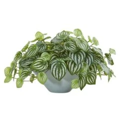 19" Watermelon Peperomia Plant In Green Vase