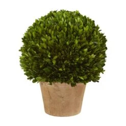 15'' Boxwood Ball Preserved Plant In Brown Planter