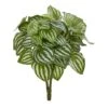 Watermelon Peperomia Plant, 6ct. -Michaels D350799S 1